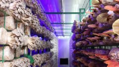 让汽车“智制”成为新质出产力的生